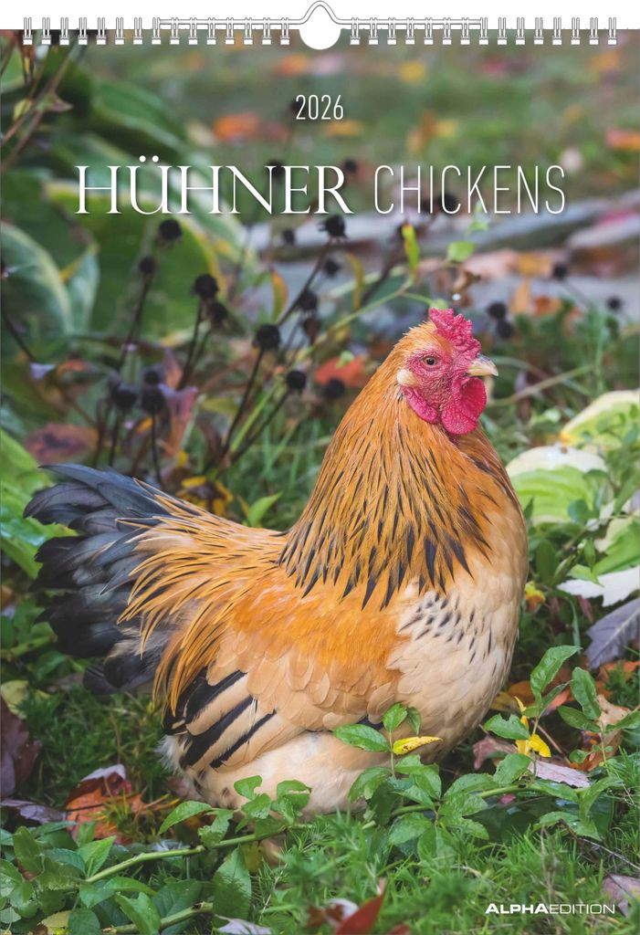 Hühner Kalender im Format 29,7 x 42