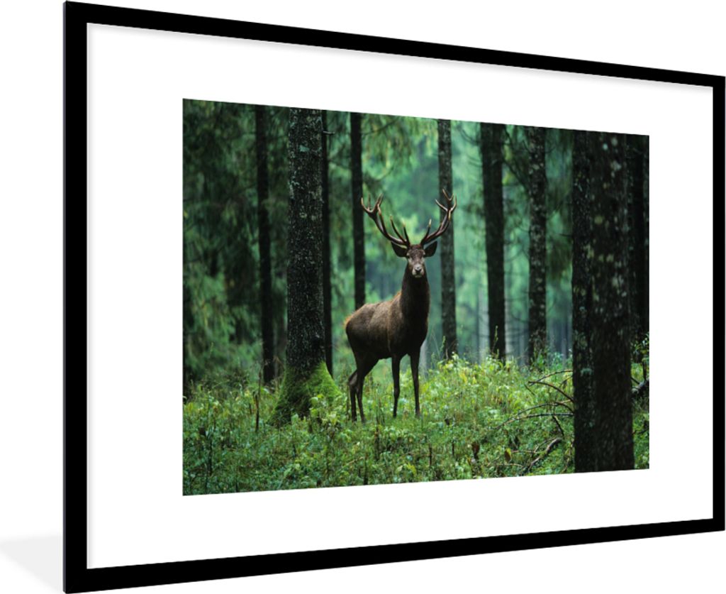 MuchoWow Gerahmtes Poster Hirsche - Wald - Bäume - Tiere - Natur 90x60 cm - Poster mit Schwarzem Bilderrahmen Wandposter Rahmen Foto Bilder - Wa...