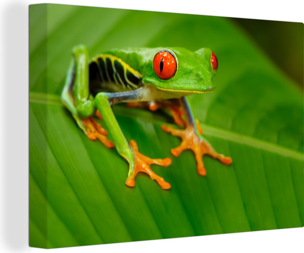 OneMillionCanvasses - Leinwandbilder - 140x90 cm, Frosch - Blatt - Reptil, Wandbilder Kunstdruck Wanddekoration - Foto auf Leinwand - Gemälde au...