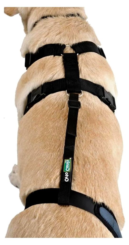 Haltegurt für Kniebandage bei Hunden - Verhindert Abrutschen und sichert die Bandage - Unterstützt die Stabilität - Größe Gurtband + Geschirr:...