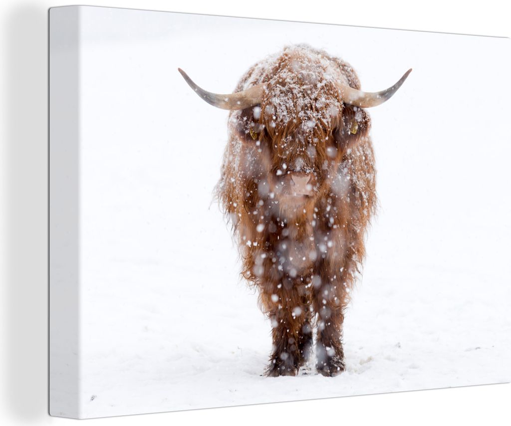 OneMillionCanvasses - Leinwandbilder - 140x90 cm, Schottisches Hochlandrind - Winter, Wandbilder Kunstdruck Wanddekoration