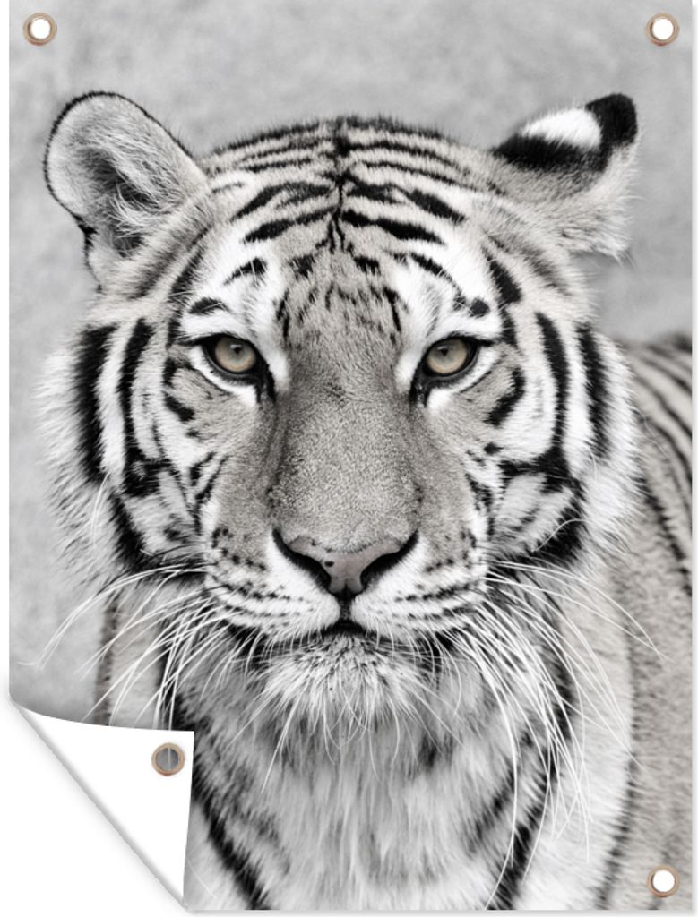 MuchoWow 60x80 cm Outdoor-Poster Gartendeko Sichtschutz Garten Poster für den Garten Tiger - Natur - Schwarz - Weiß