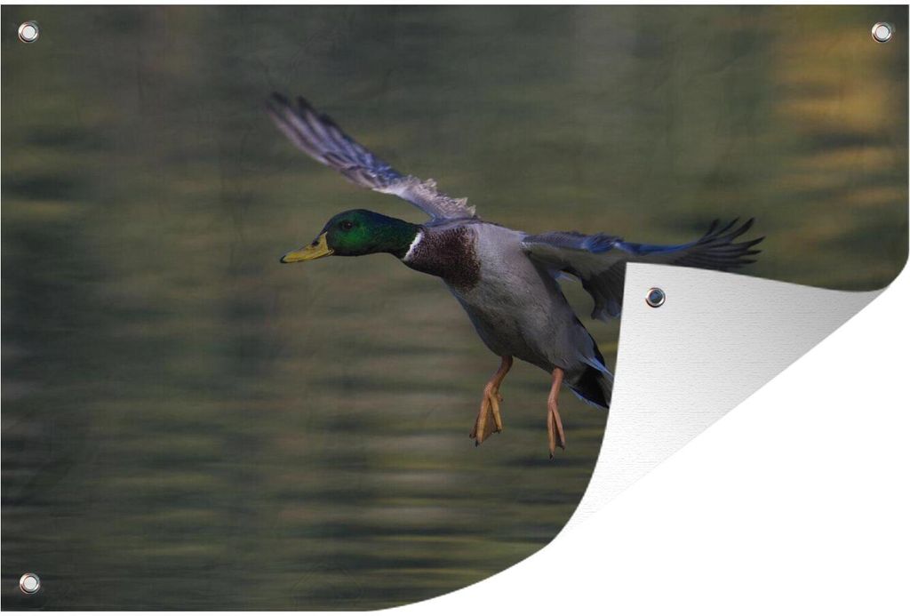 MuchoWow 90x60 cm Outdoor-Poster Gartendeko Sichtschutz Garten Poster für den Garten Ente - Wasser - Vogel