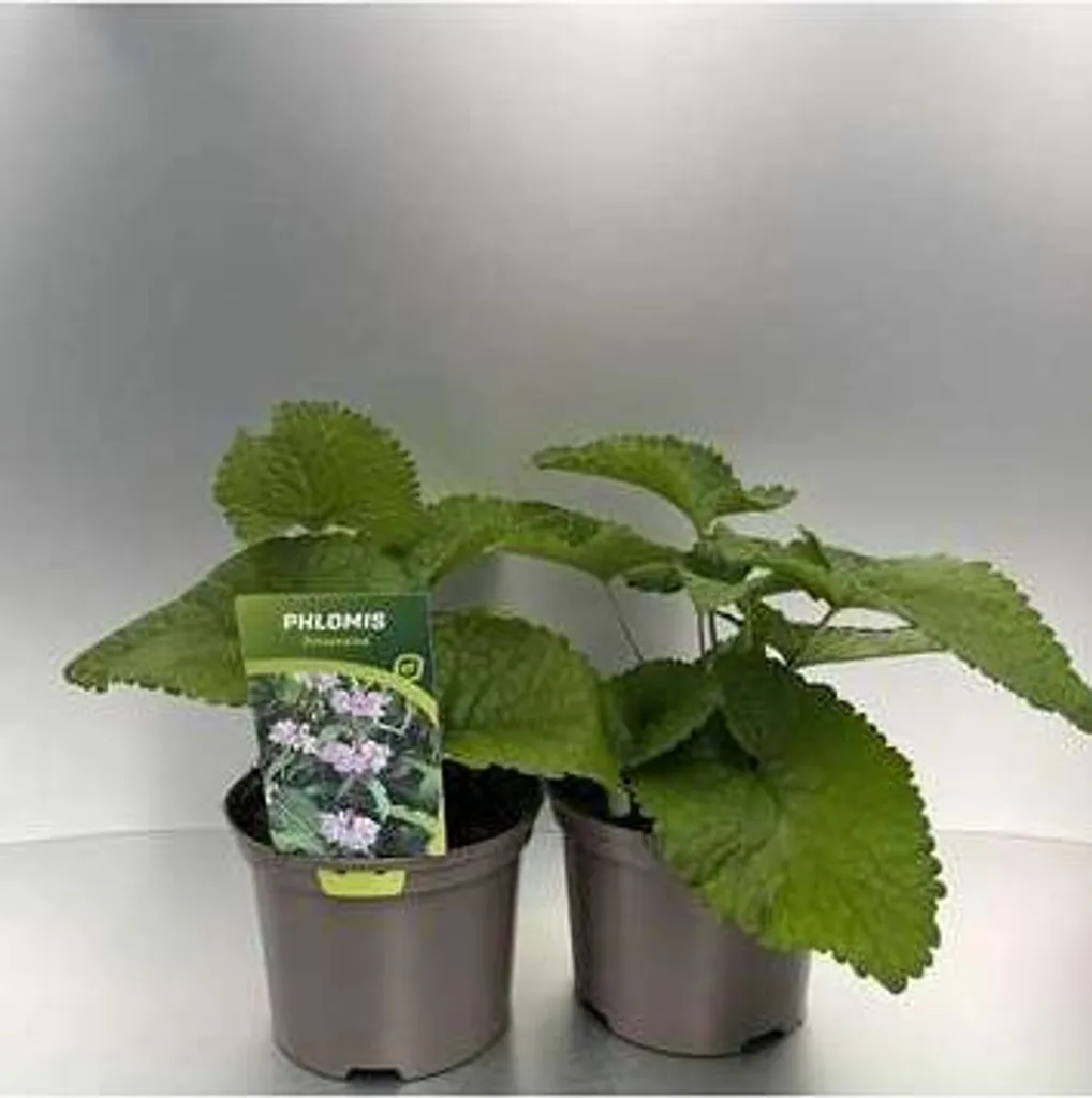 6x Phlomis tuberosa Amazone Épilobe en Pot 9x9cm - Vivace Rustique