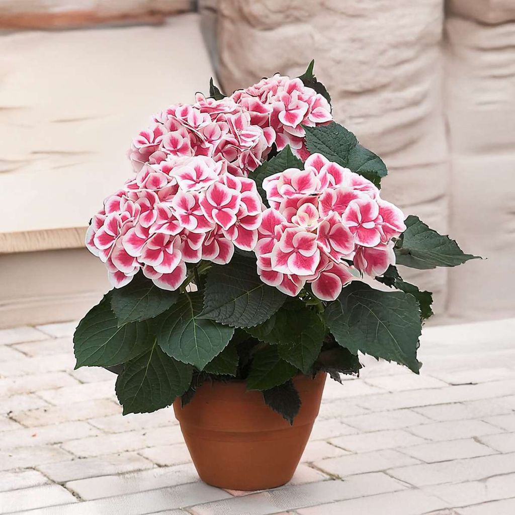 Hortensie - 3er Set - Hydrangea bicolor | Kaufland.de