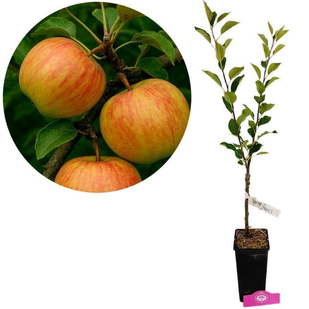 A potted apple tree sapling with a close-up inset of ripe apples.