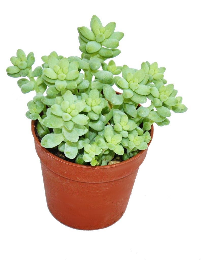 Sedum morganianum burritum - Opičí houpačka - květináč 5,5 Obrázek produktu 