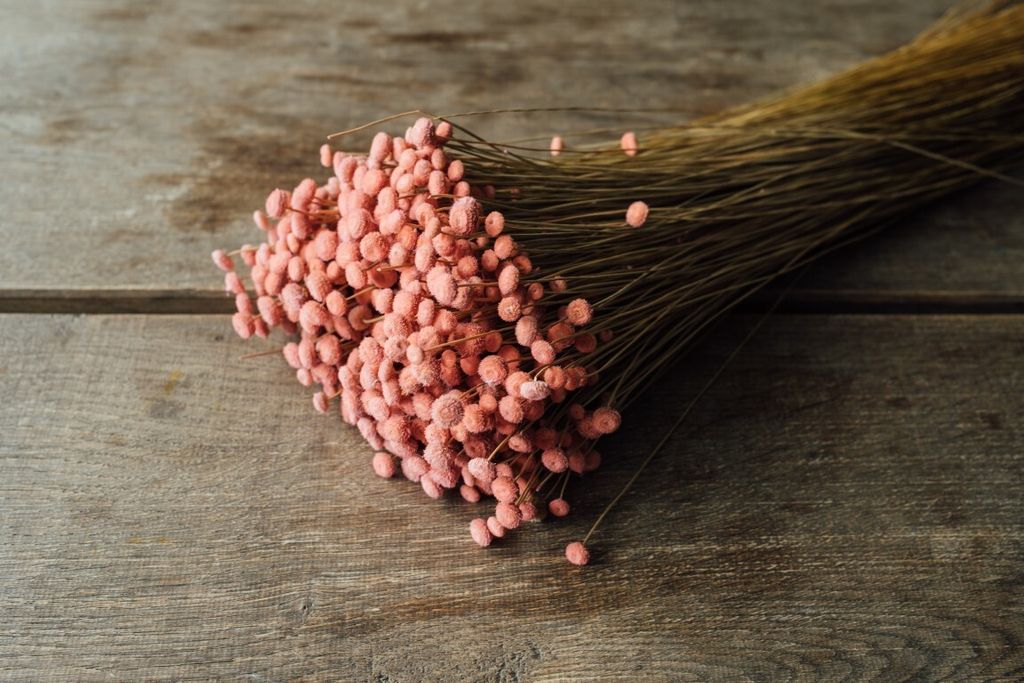 Paepalanthus amoenus im Bund, Größe ca. 50cm , viele Farben zur Auswahl | Batao, Farbe:Hellpink