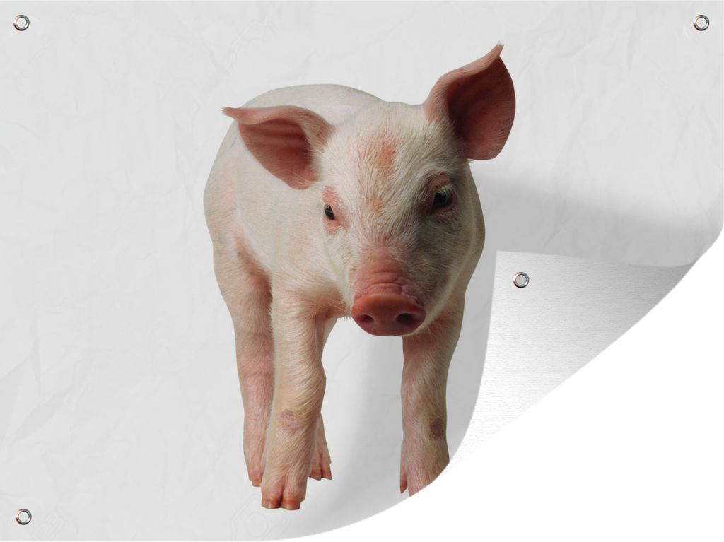 MuchoWow 40x30 cm Outdoor-Poster Gartendeko Sichtschutz Garten Poster für den Garten Neugieriges Ferkel auf weißem Hintergrund