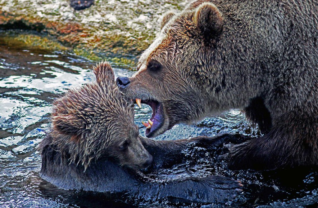 hansepuzzle 16684 - Bären-Familie Puzzle, 500 Teile, Tierwelt, 46,0 x 30,0cm mit hochwertiger Aufbewahrung, Kartonbox & Beutel