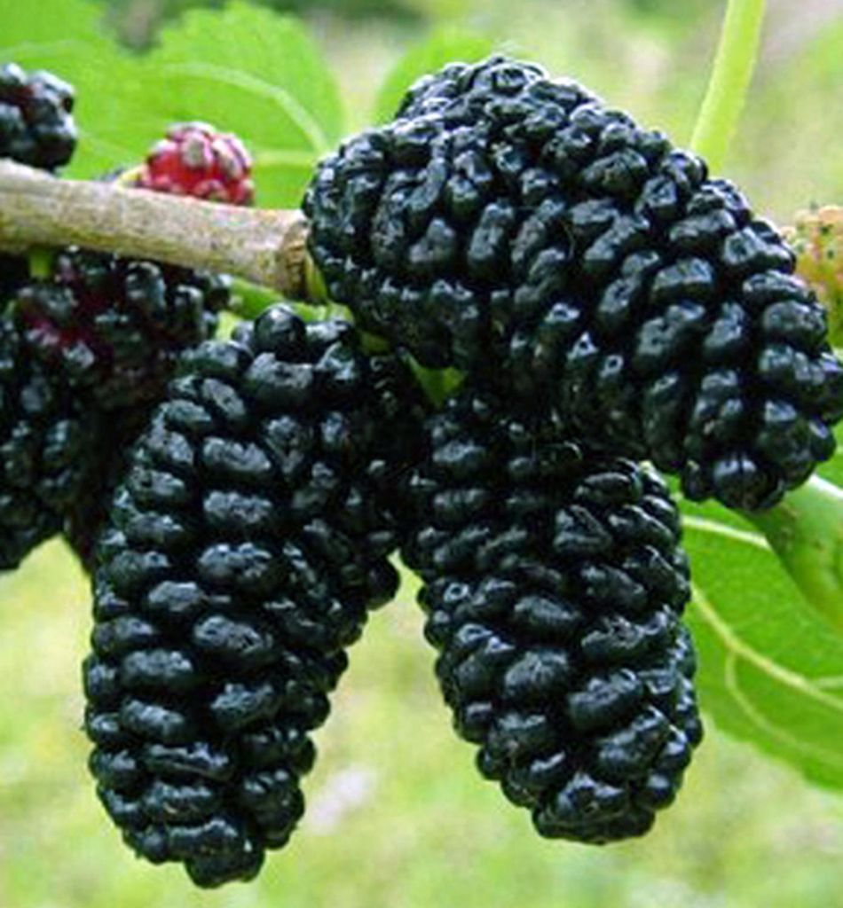 Maulbeerbaum 'TRNAVSKÁ' 10-15 cm, Cont. 2 l Produktbild 