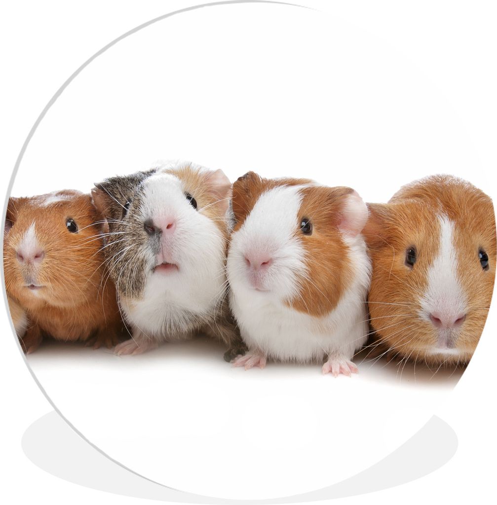 MuchoWow Rundes Wandbild - Runde Bilder Fünf Meerschweinchen in einer Reihe Ø 60 cm Kreis Wanddekoration Kunststoff - Wandkreis - Wandschmuck -...