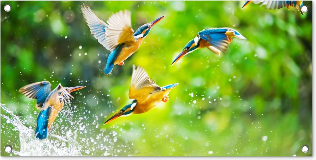 MuchoWow 80x40 cm Outdoor-Poster Gartendeko Sichtschutz Garten Poster für den Garten Vögel - Eisvogel - Tiere - Wasser