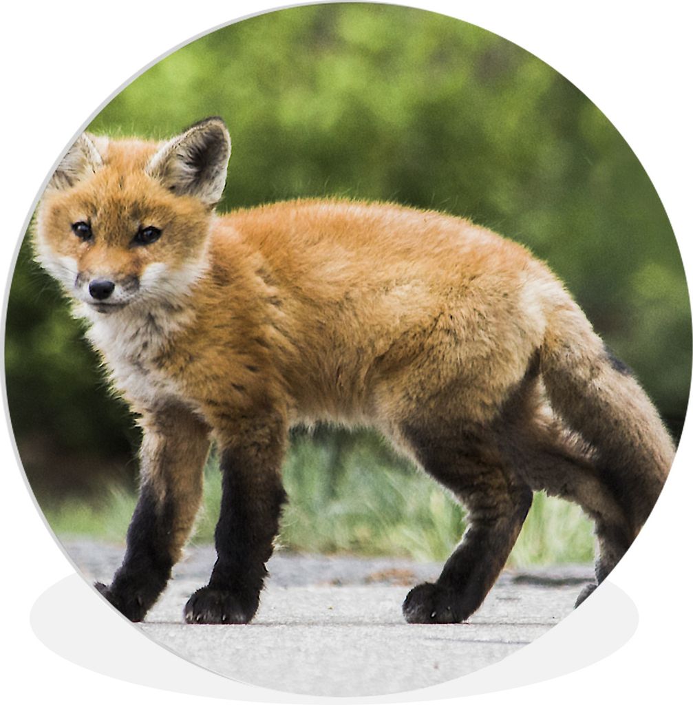 MuchoWow Rundes Wandbild - Runde Bilder Fuchs - Welpe - Straße Ø 90 cm Kreis Wanddekoration Kunststoff - Wandkreis - Wandschmuck - Wand-Kreis -...
