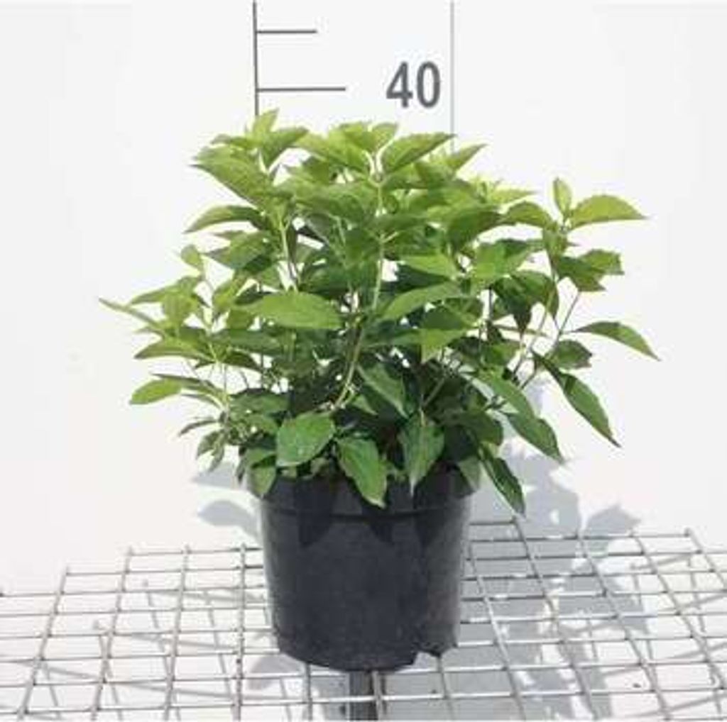 Philadelphus coronarius - Gartenjasmin 50- 60 cm - Container