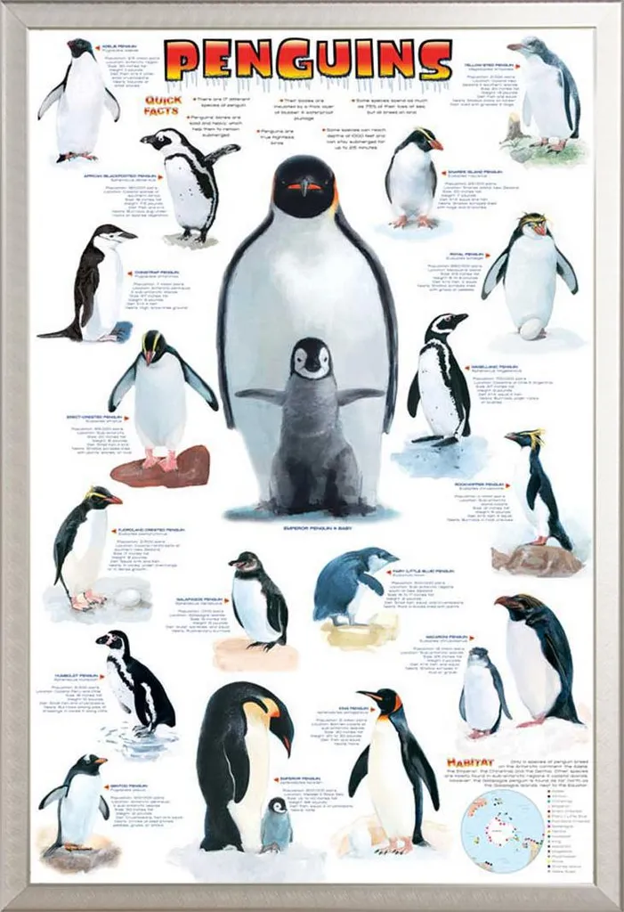 Cadre Shinsuke Maxi Argent avec Affiche Pingouins et Vitre Acrylique