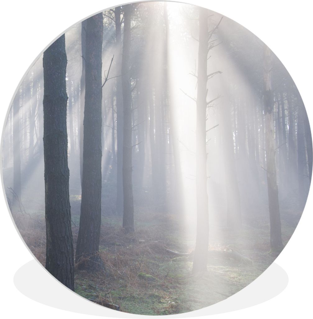 MuchoWow Rundes Wandbild - Runde Bilder Sonnenstrahlen leuchten in einem Wald Ø 60 cm Kreis Wanddekoration Kunststoff - Wandkreis - Wandschmuck ...