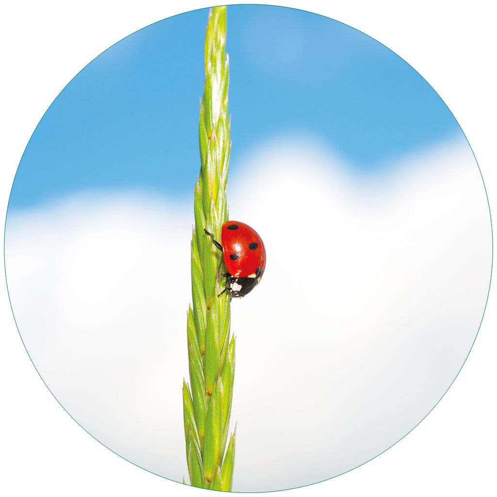 Wallario Premium Glasbild, freischwebende Optik, kräftige Farben, rund 50cm Durchmesser, Motiv Marienkäfer am Korn