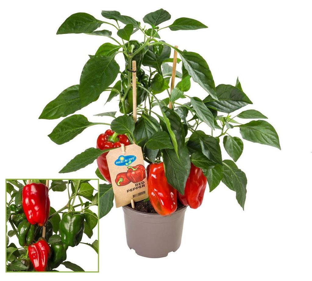 Paprika-Pflanze mit roten Früchten - für Balkon und Garten Produktbild 