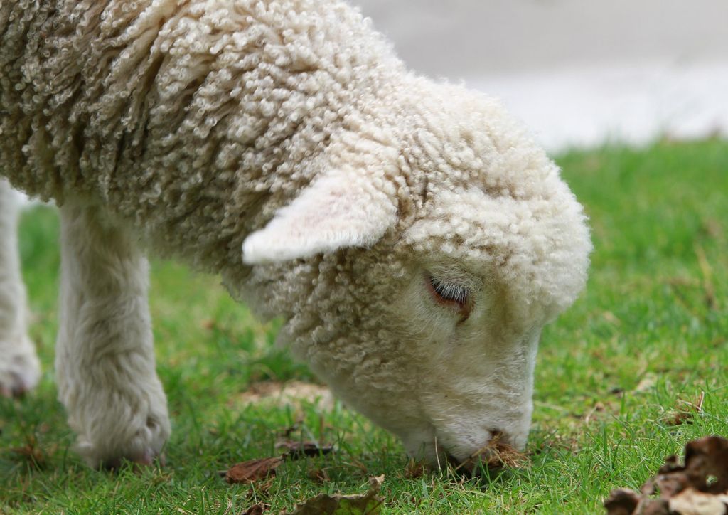 hansepuzzle 96688 - Lamm Puzzle, 260 Teile, Tierwelt, 41,0 x 28,0cm mit hochwertiger Aufbewahrung, Kartonbox und wiederverschließbarem Beutel