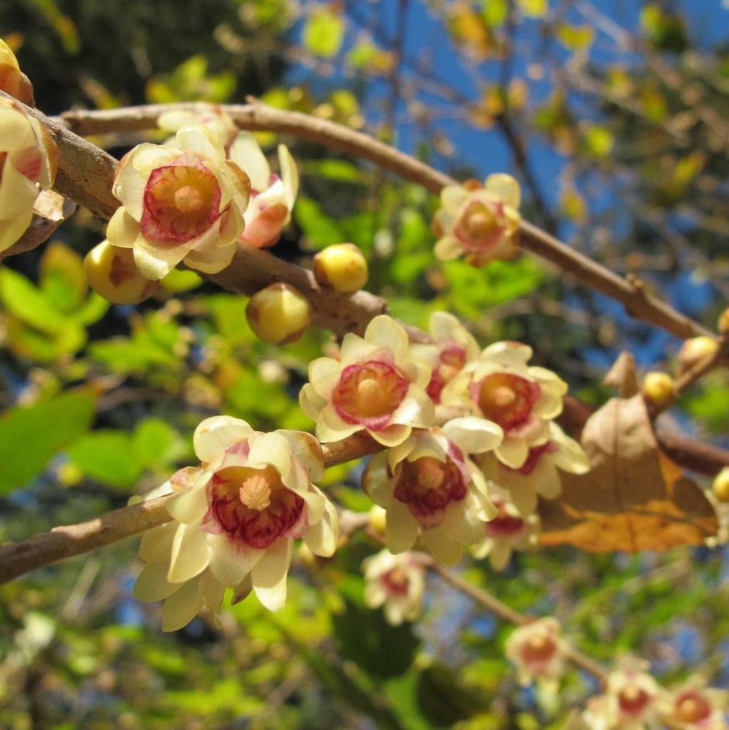 Winterblüte (Chimonanthus praecox) - 5 Samen