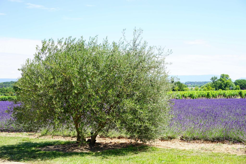 hansepuzzle 16415 - Olivenbaum und Lavendel Puzzle, 2000 Teile, Natur, 90,0 x 60,0cm mit hochwertiger Aufbewahrung, Kartonbox & Beutel