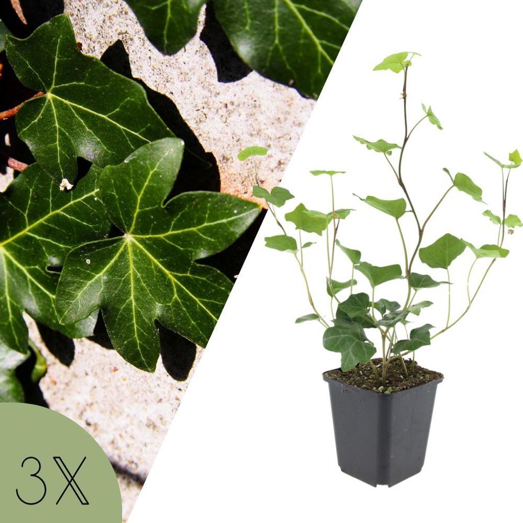 Atlantischer Efeu, Set mit 3 Kletterpflanzen, Hedera hibernica, robuste immergrüne Gartenpflanzen