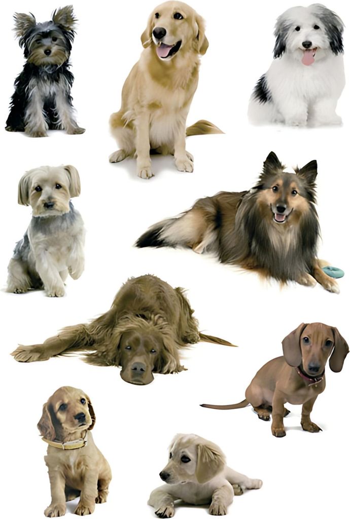 HERMA 3432, Papier, Mehrfarbig, Hund, Universal, Permanent, Produktbild 