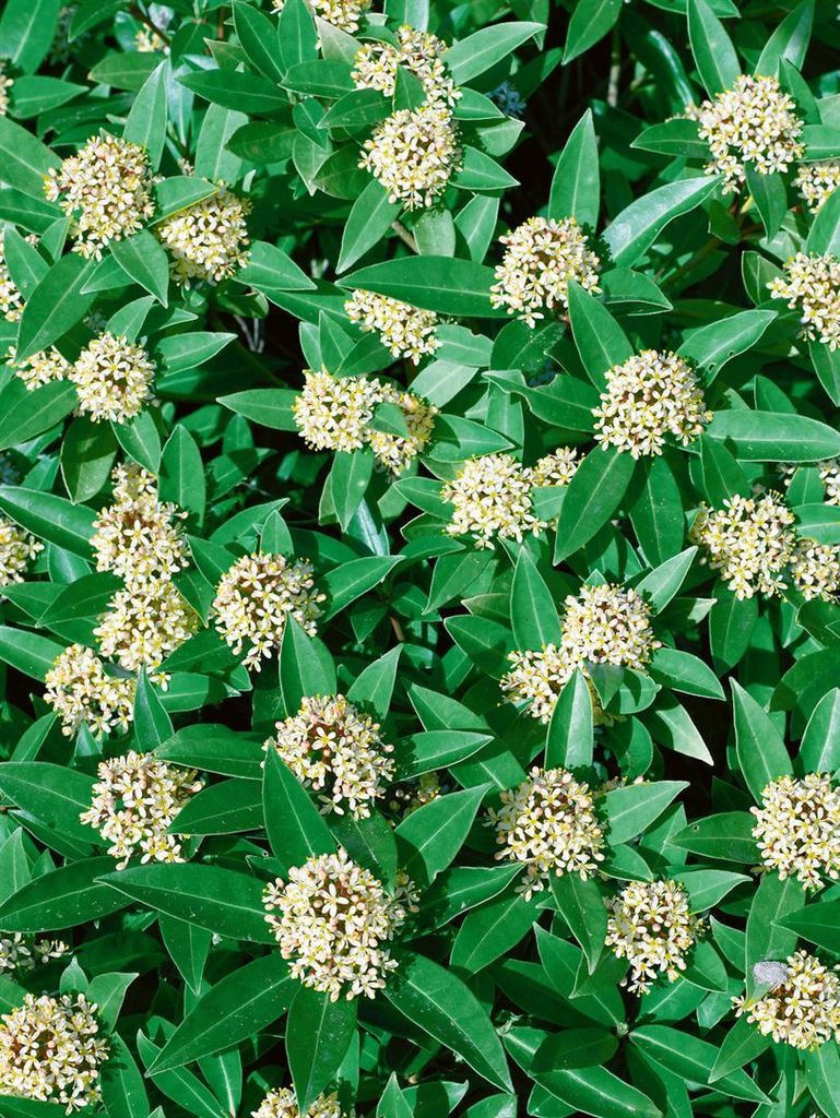Skimmia japonica 'White Globe', immergrün, weiße Blüten, 30–40 cm