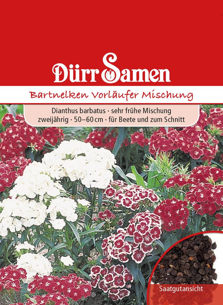 Bartnelke Vorläufer Mischung | Bartnelkensamen von Dürr Samen