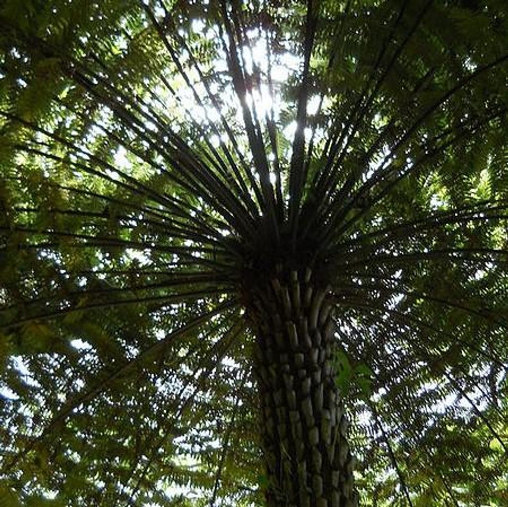 Baumfarn (Cyathea australis) - 1 Portion Sporen