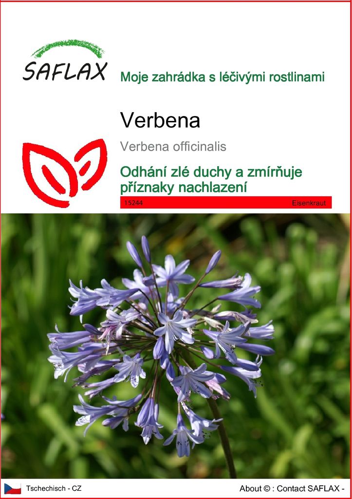 SAFLAX - Verbena - Verbena officinalis - 250 Semena Obrázek produktu 