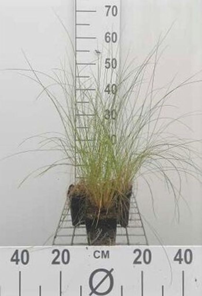 6 x Stipa capillata - Haar-Pfriemengras - Topf 9 x 9 cm