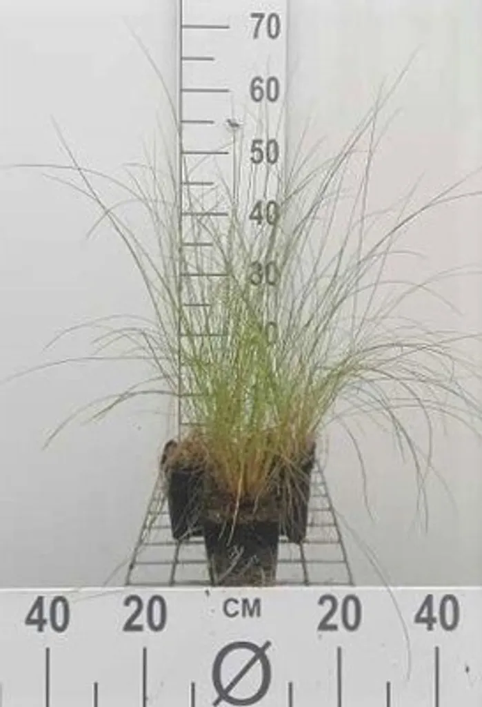 Stipa capillata Herbe à cheveux : Solution jardin sec - 6 pots 9cm