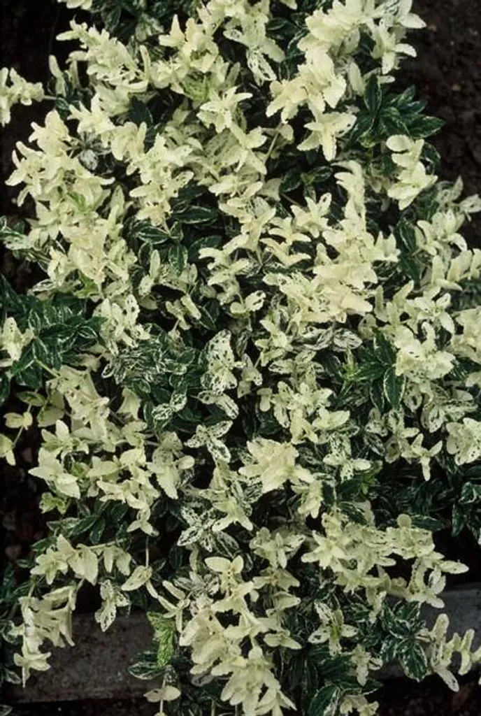 Fusain rampant Harlequin au feuillage panaché persistant - 12 plants 10-25cm
