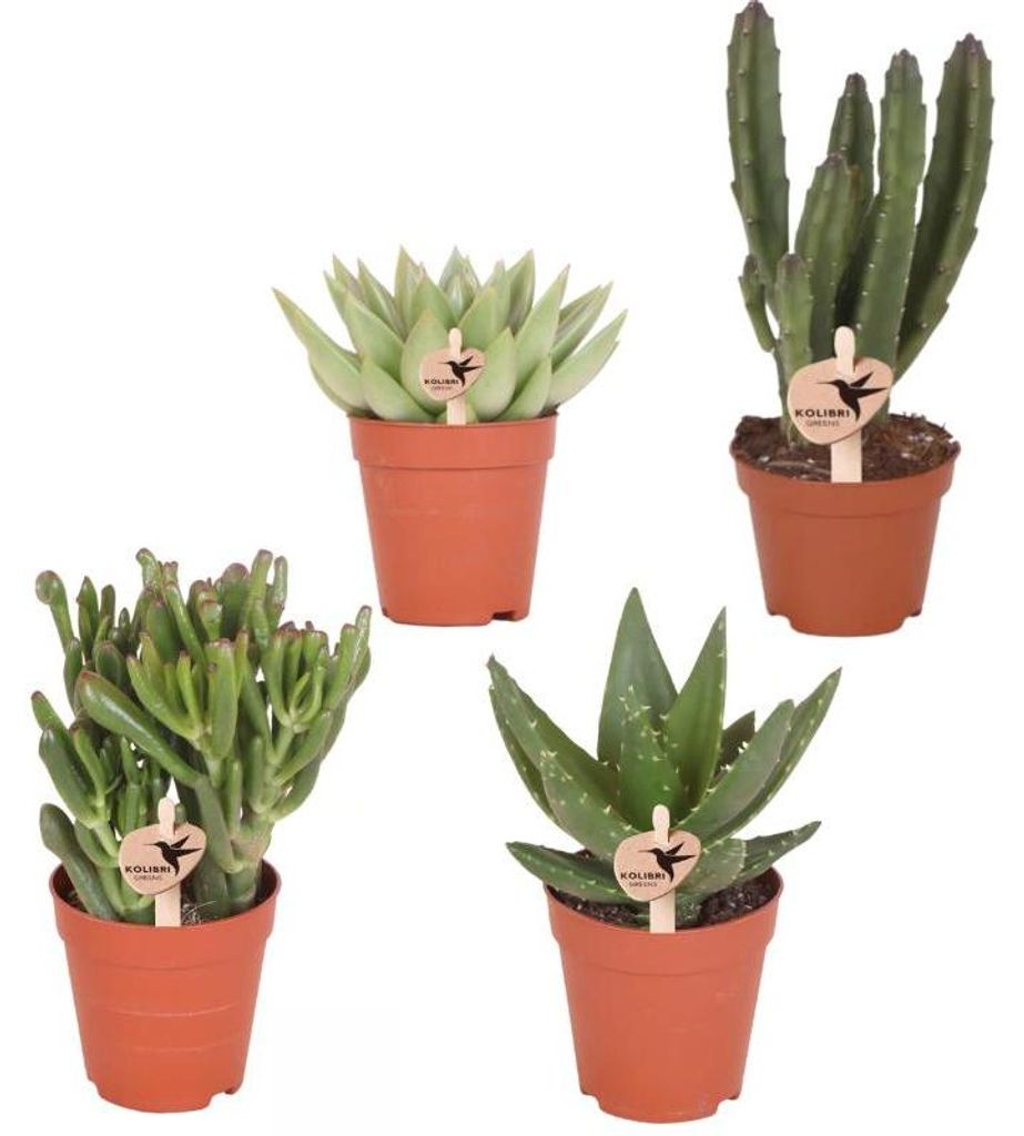Sukkulenten Set 4 Pflanzen 6cm grüne Pflanzen pflegeleicht Zimmerpflanze Deko