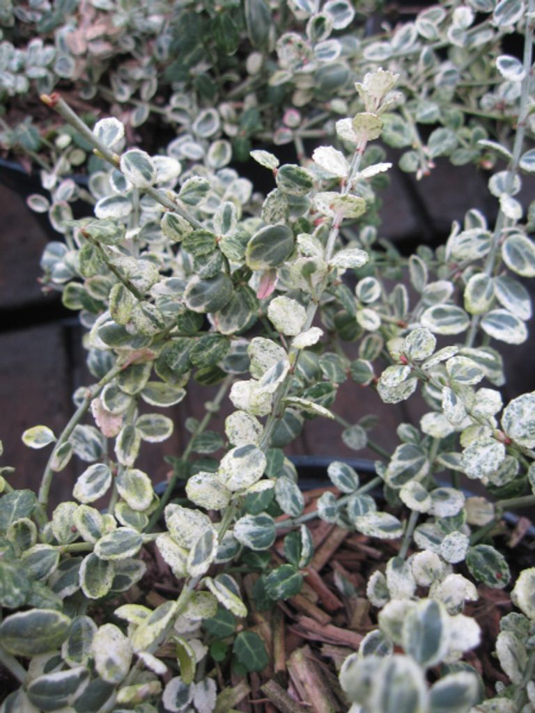 Weissbunte Kriechspindel Silver Carpet - Euonymus fortunei Silver Carpet - 10-15cm