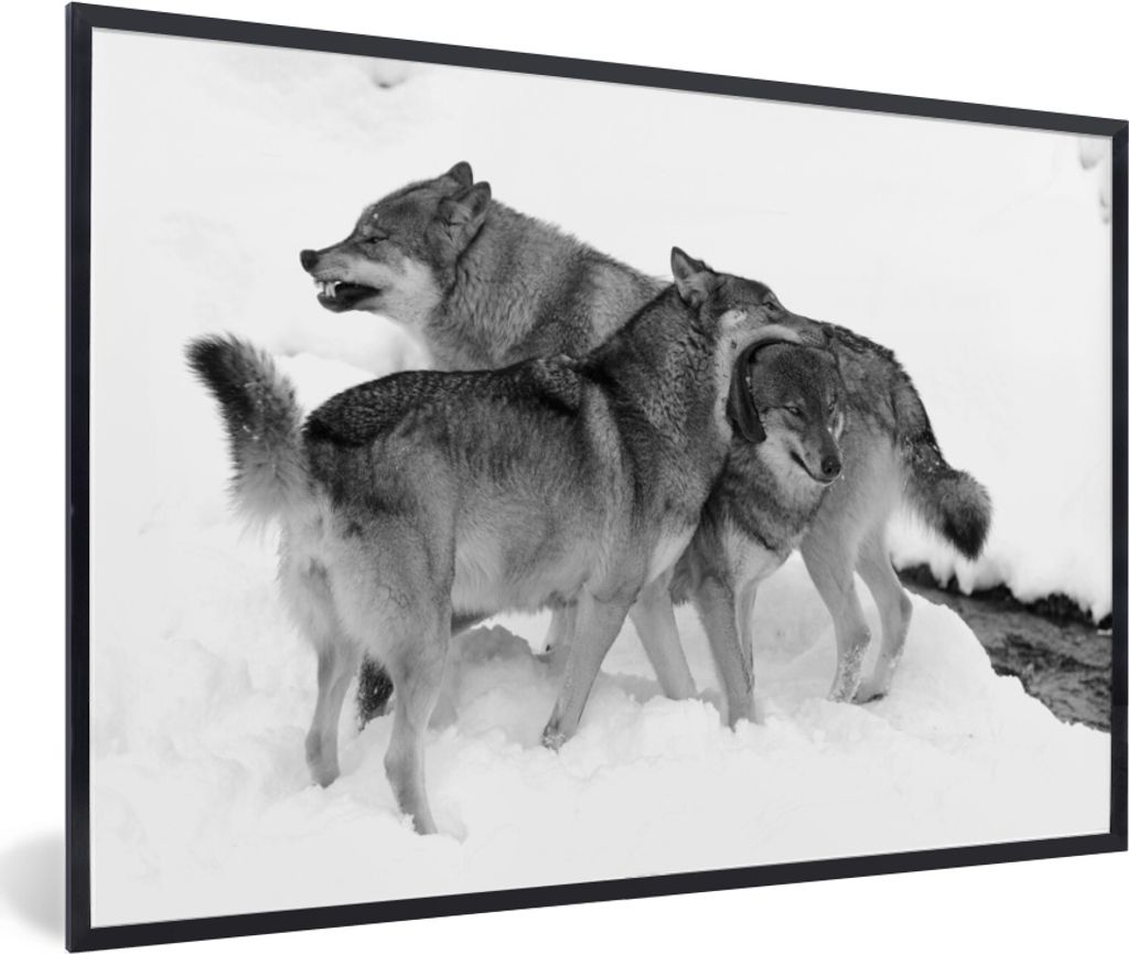 MuchoWow MuchoWow Gerahmtes Poster Europäische Wölfe - schwarz und weiß 60x40 cm - Poster mit zchwarzem Bilderrahmen - Printing - Wanddeko S...