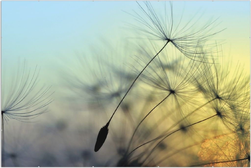 Wallario Wandbild Samen der Pusteblume in Nahaufnahme vor blauem Himmel, Größe: 61 x 91,5 cm, Poster mit rahmenlosen Bildhalter