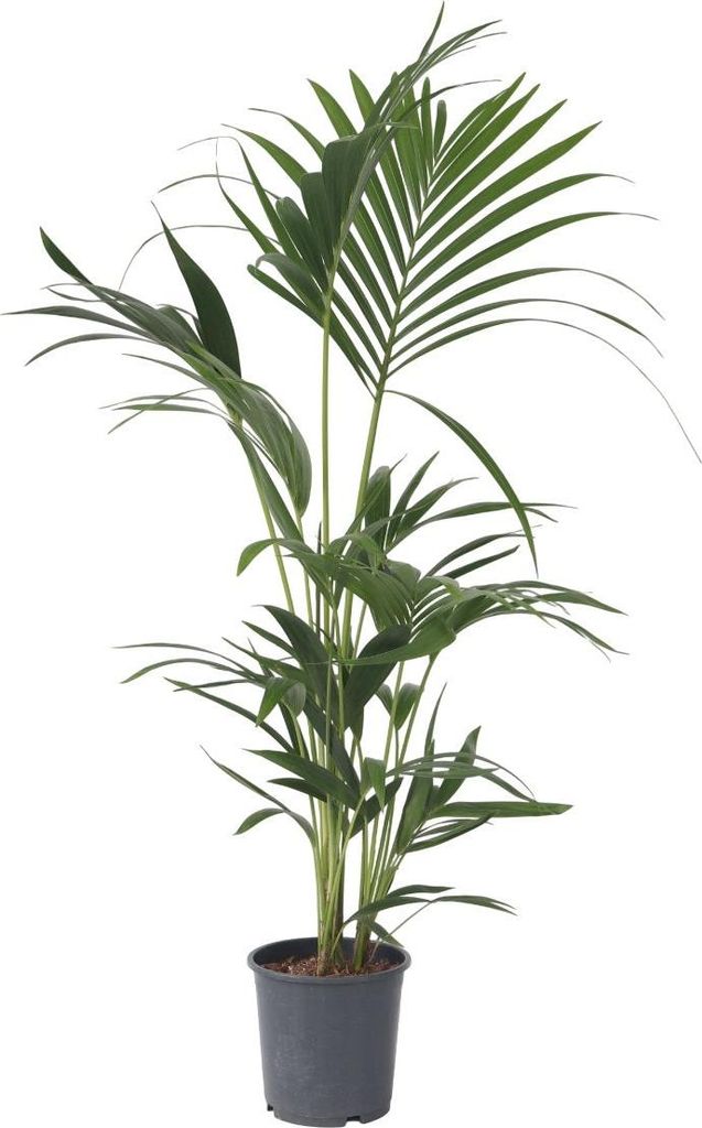 Kentia Palme - Howea forsteriana - Höhe 90-100cm - ⌀18cm Produktbild 