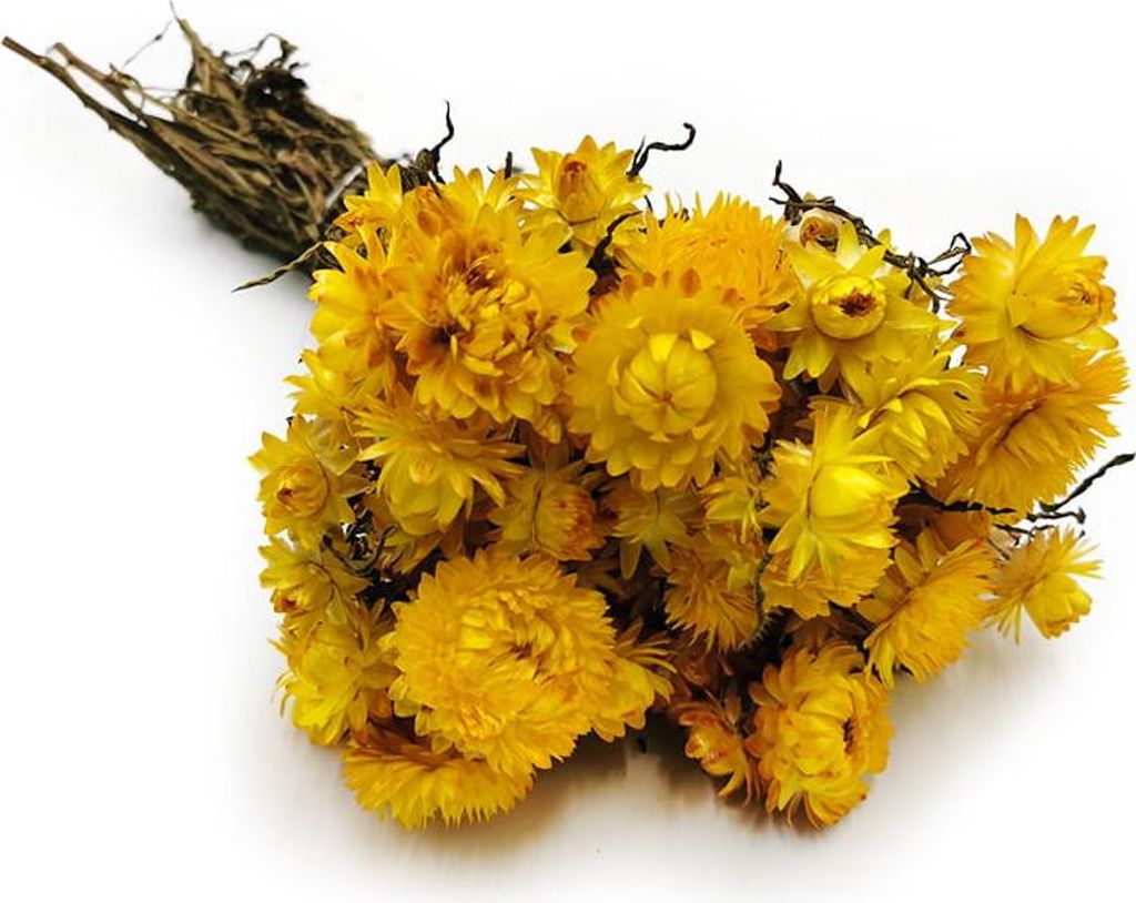 Immortelle Getrocknete - (Helichrysum Bacteatum) - Gelb