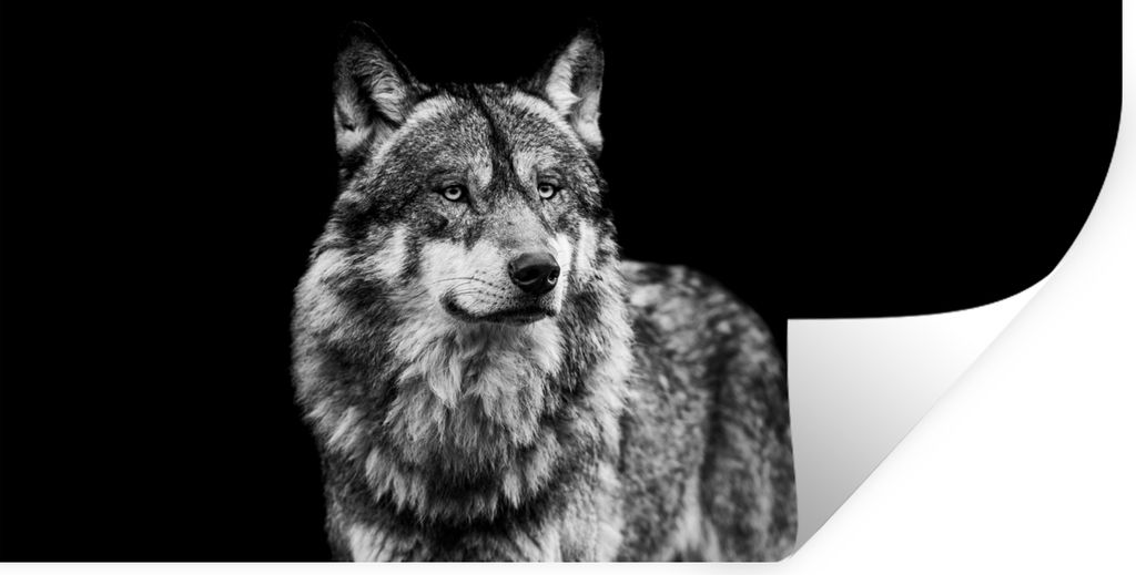 MuchoWow Wandtattoo Wandsticker Wandaufkleber Wolf - Tiere - Wild - Schwarz - Weiß 160x80 cm Selbstklebend und Repositionierbar - Sticker - Deko...