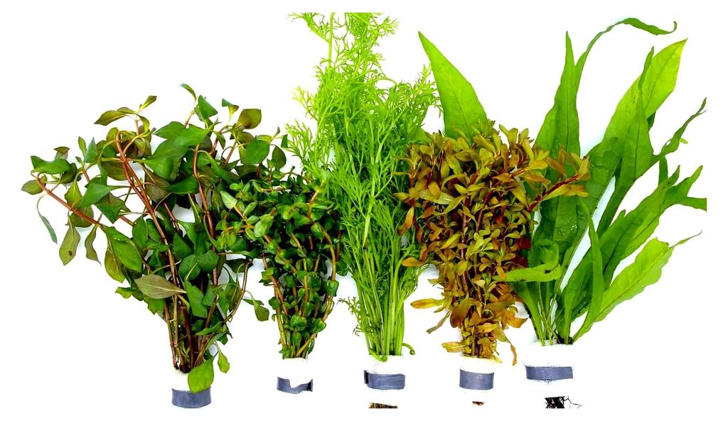 5 Bund mit über 30 Stängeln Aquarienpflanzen