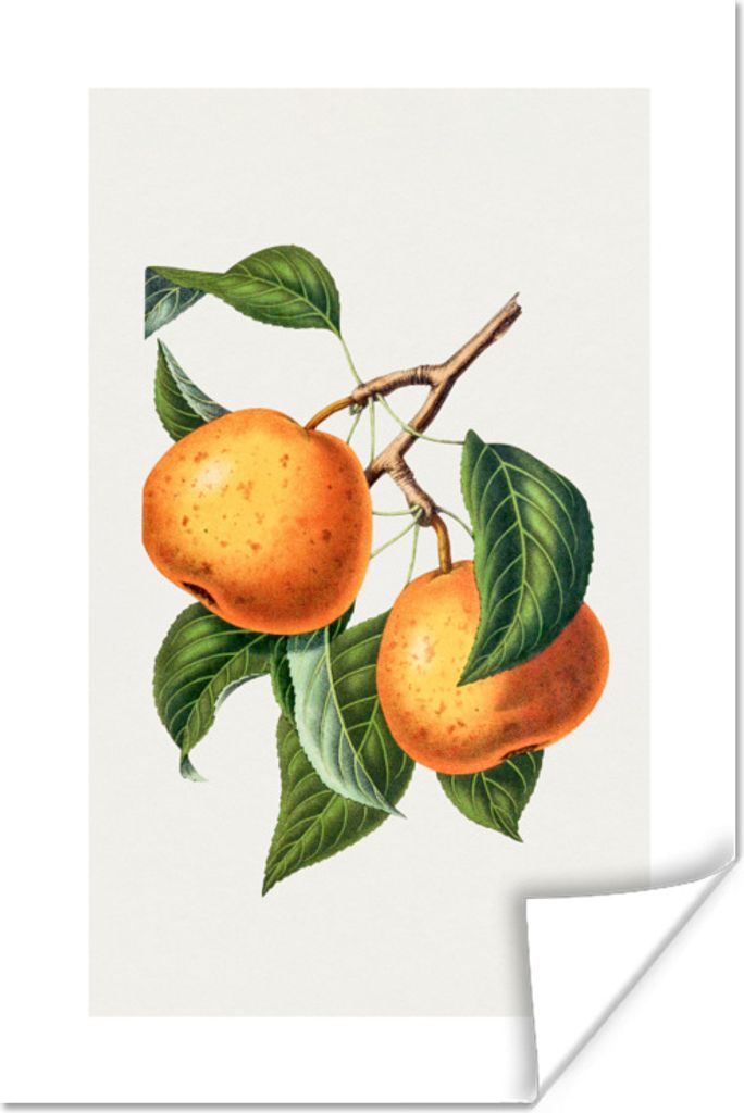 MuchoWow Poster Früchte - Blätter - Lebensmittel 60x90 cm - Wanddekoration