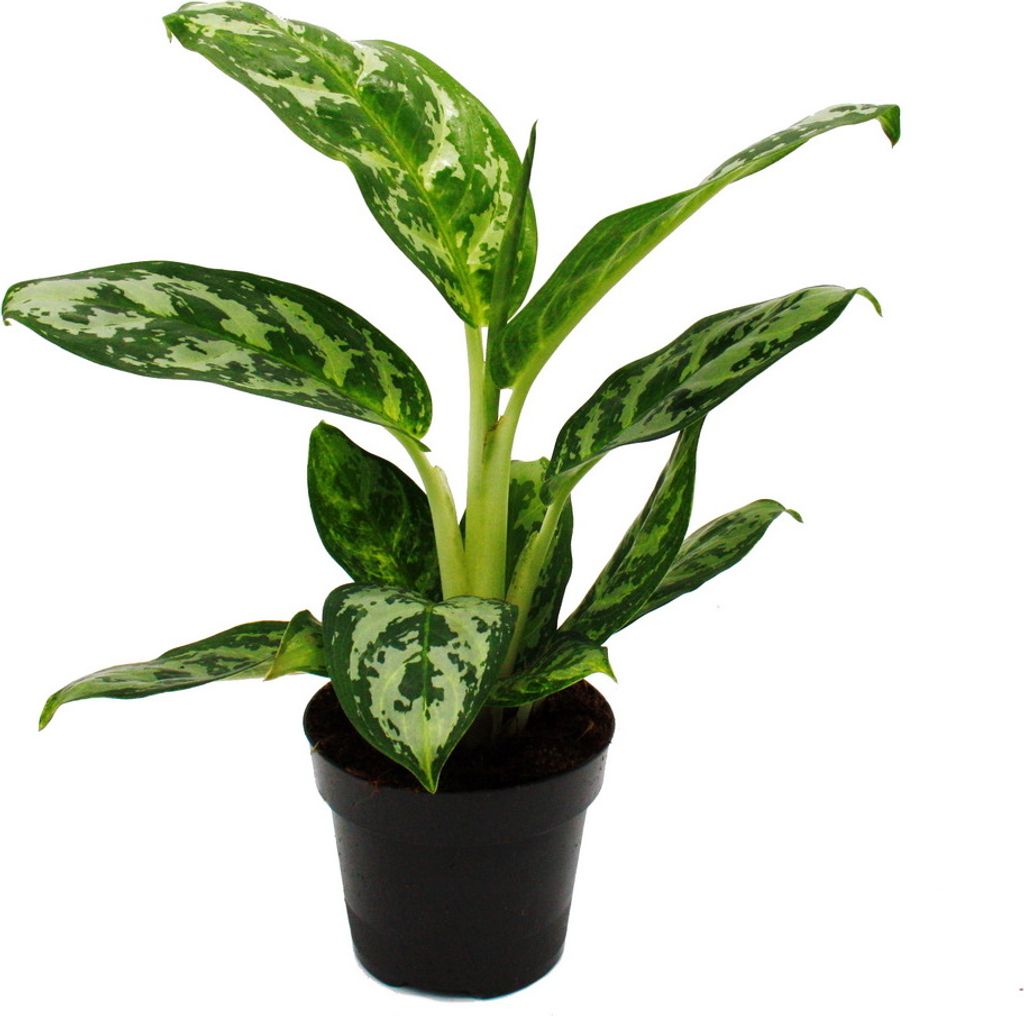 Aglaonema Amazon Silver - Buntblättriger Kolbenfaden - Ausgefallene Sorten - 12cm - ca. 25-30cm hoch