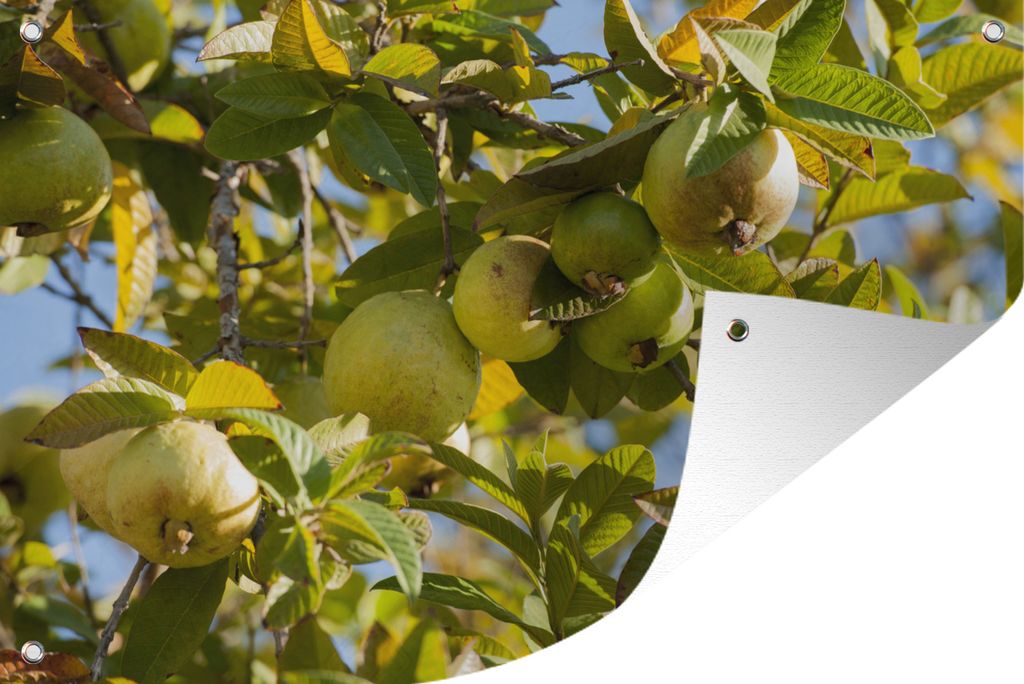 MuchoWow 60x40 cm Outdoor-Poster Gartendeko Sichtschutz Garten Poster für den Garten Ein Guavenbaum in voller Pracht im sonnigen Kalifornien