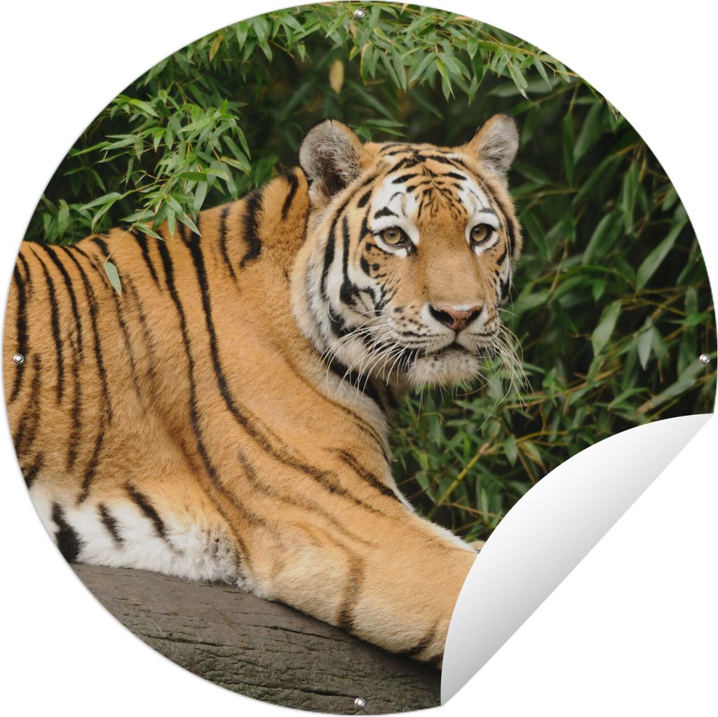 MuchoWow Gartenposter Outdoor-Poster Rund Tiger - Baum - Blätter Ø 90 cm Gartendeko Rundes Poster draußen