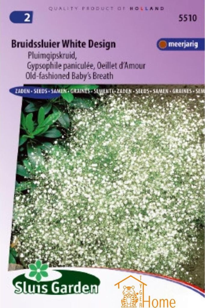Wedding Veil White Design Seeds - Staude Plume Gypsophila für romantische Gärten und Sträuße 80-100 cm Blüte Juni-August