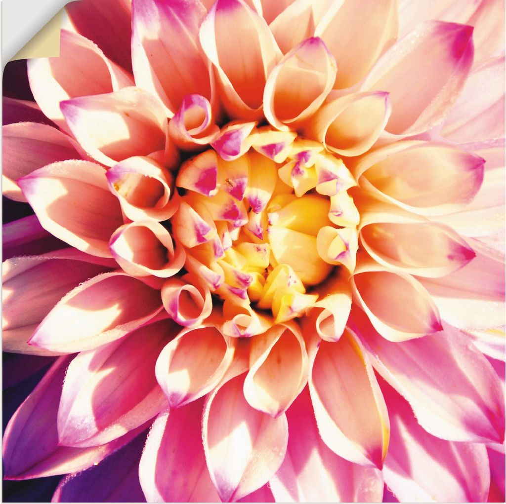 ARTland Wandbild, selbstklebend Dahlie Größe: 40x40 cm