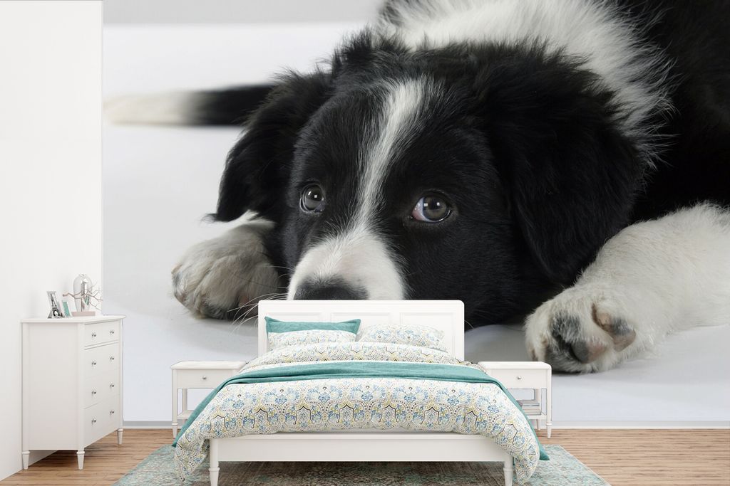 MuchoWow Fototapete für Wohnzimmer oder Schlafzimmer Wandtapete Vinyl Motivtapete Ein Border Collie liegt auf dem Boden - 360x240 cm - Vinyl-Tapete